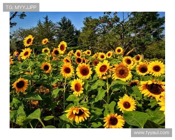 ✅体育直播🏆世界杯直播🏀NBA直播⚽- 金秋十月红色旅游持续升温 激活经济发展潜力- sports